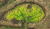 The Fractal Brain in the Forest